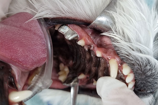 강아지 치아치료
